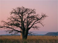 Yajilarra: to dream - cover image, tree in outback